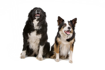 two border collie dogs isolated on white