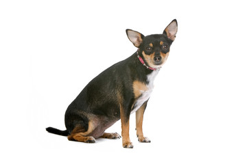 sideview of a chihuahua dog that looks at camera