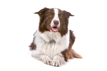 front view of a brown/white border collie