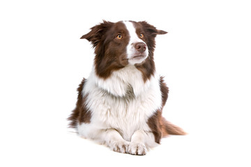 brown/white border collie by  looking up
