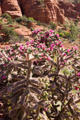Cactus plants blooming flowers