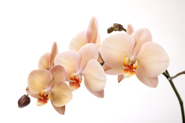 Isolierte Orchideenblüten auf Weiß