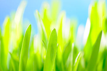 Green grass against the sky background