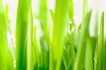 Fototapeta na wymiar fresh wet grass in sun rays, closeup