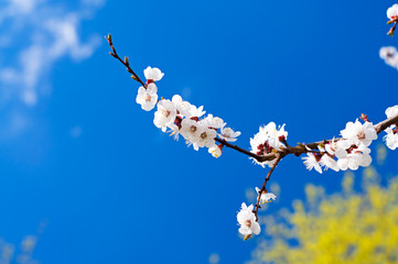 Wonderful apricot tree blossom.