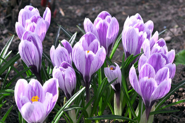 increasing violet crocuses on flowerbed
