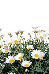 Obraz premium Fresh Daisies isolated on white background