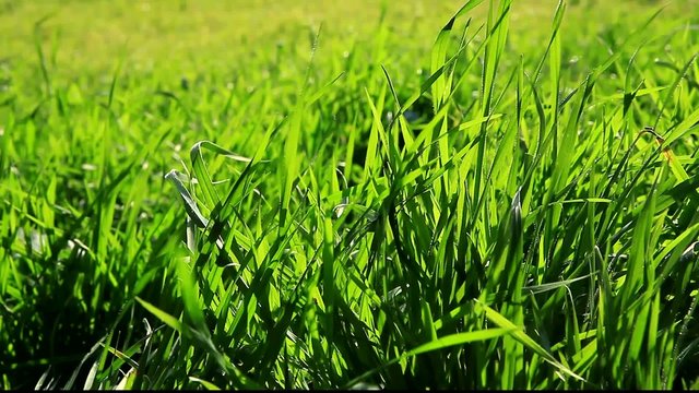 herbe en mouvement