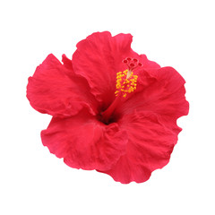 Hibiscus flower isolated on white