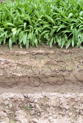 Green vegetable and soil background