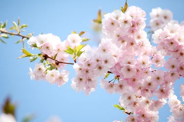 Türaufkleber Blüten © Reicher