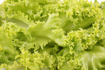 Green lettuce salad isolated as a  background