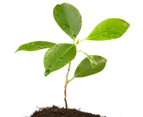 Young green plant on a white background