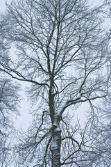 Baum im Winter