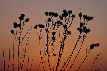 Obraz premium Silhuette grass at sunset