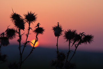Fototapeta premium Silhuette grass at sunset