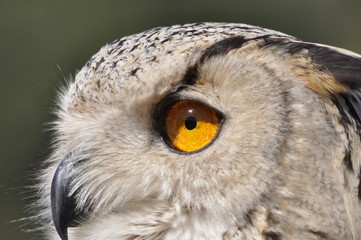 Siberian Owl