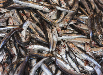 Obraz premium Sardines