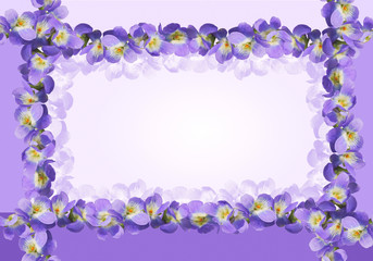 Fototapeta na wymiar frame from violet viola