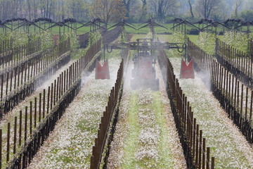 trattamenti chimici in vigna