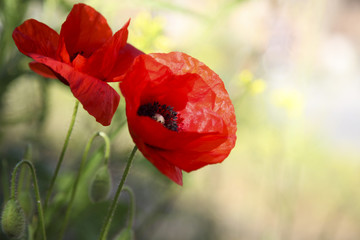 Amapolas