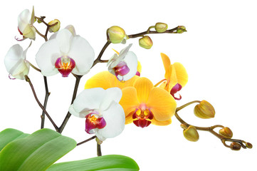 Obraz na płótnie Canvas Orchideen 55.1