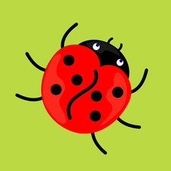 Fototapeta premium Ladybug