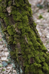 raue und moosbewachsene Birkenrinde