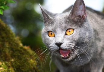 chat chartreux pure race