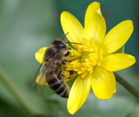 Worker bee on yellow flower