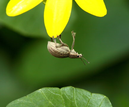 Insect - weevil hanging on yellow flower