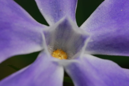V. MAJOR