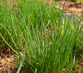 schnittlauch,gartenarbeit