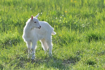 chèvre