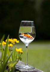 a goldfish in a wine glass