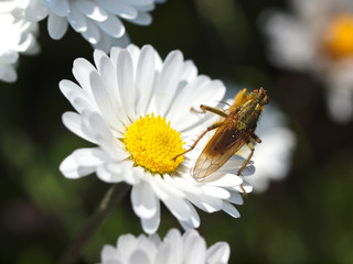 Insekt auf Gänseblümchen © focus finder