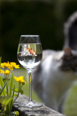 a goldfish in a wine glass