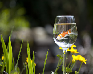 a goldfish in a wine glass