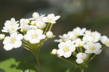 コデマリの花