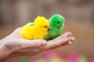 Two tiny  newborn chickens of different colors