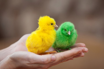 Two tiny  newborn chickens of different colors