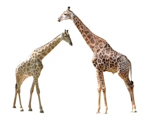 Papier Peint photo autocollant Girafe girafe