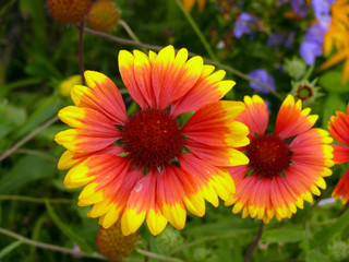 Two orange-yellow flowers