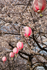 Round pink lanterns amongst cherry blossoms