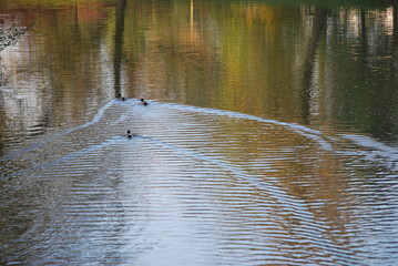 Enten