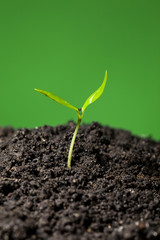 Green seedling