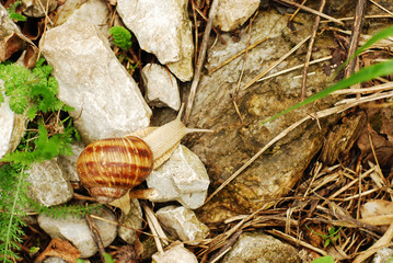 snail