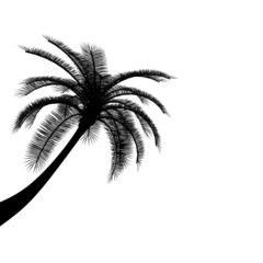 Black on white palm tree silhouet