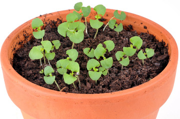 Les petites plantes