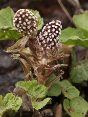 spring field flowers